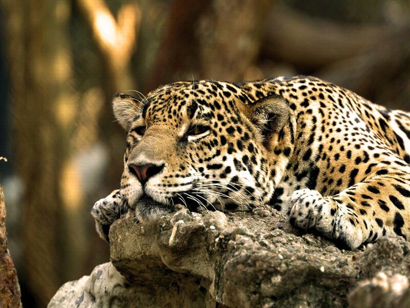 Leopard resting on a rock