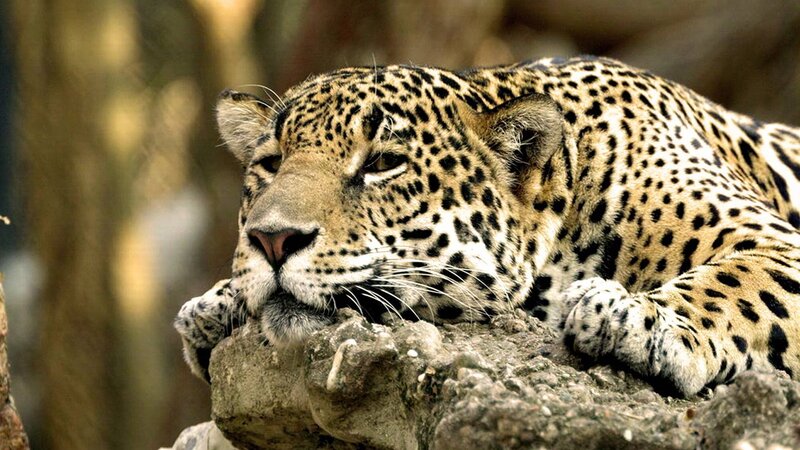 Leopard resting on a rock