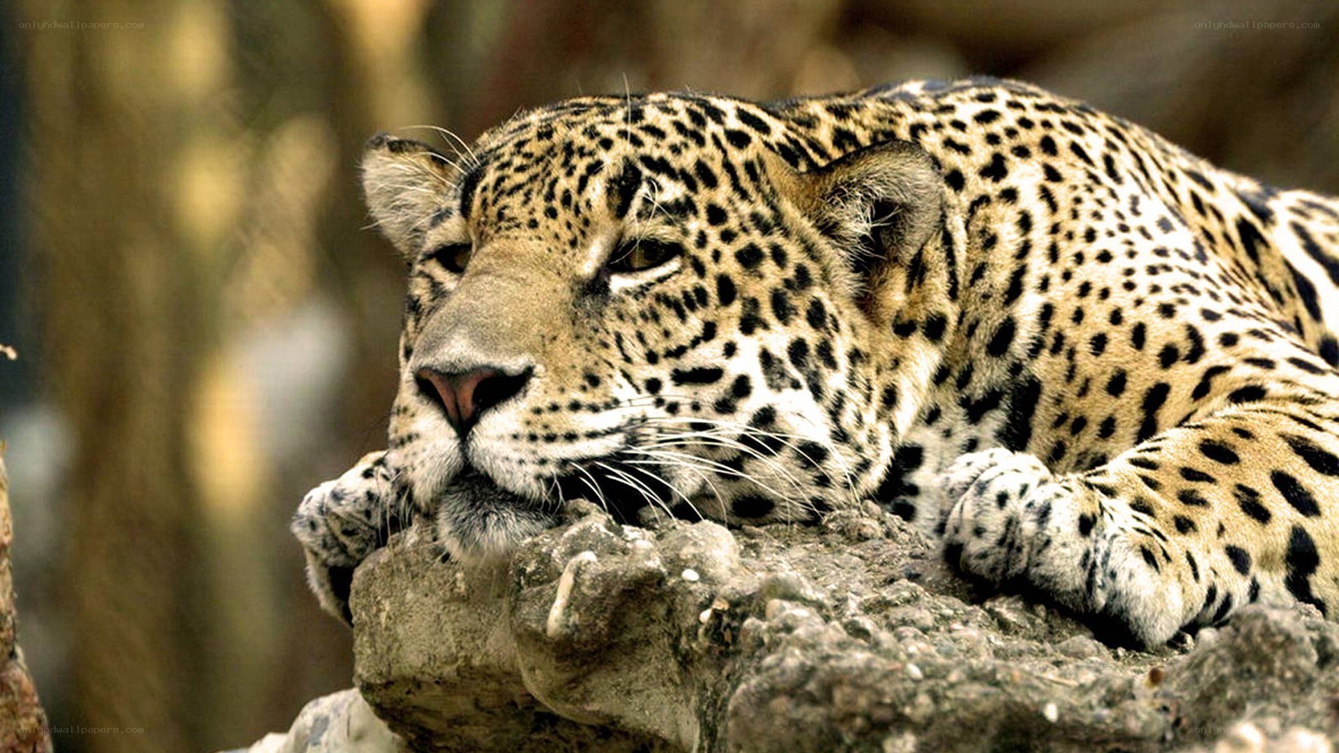 Leopard resting on a rock
