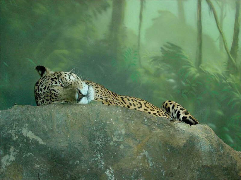 Leopard resting on a rock