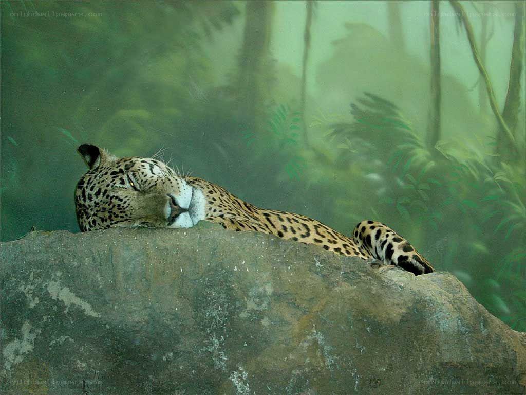 Leopard resting on a rock