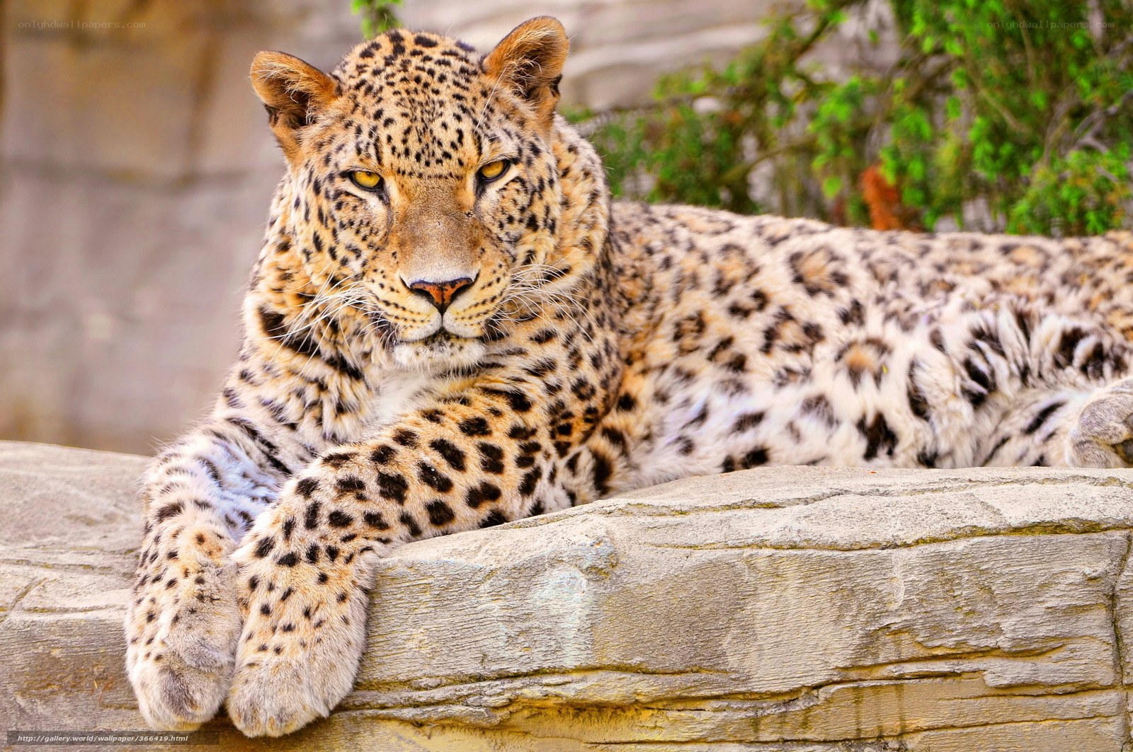 Leopard resting on a rock