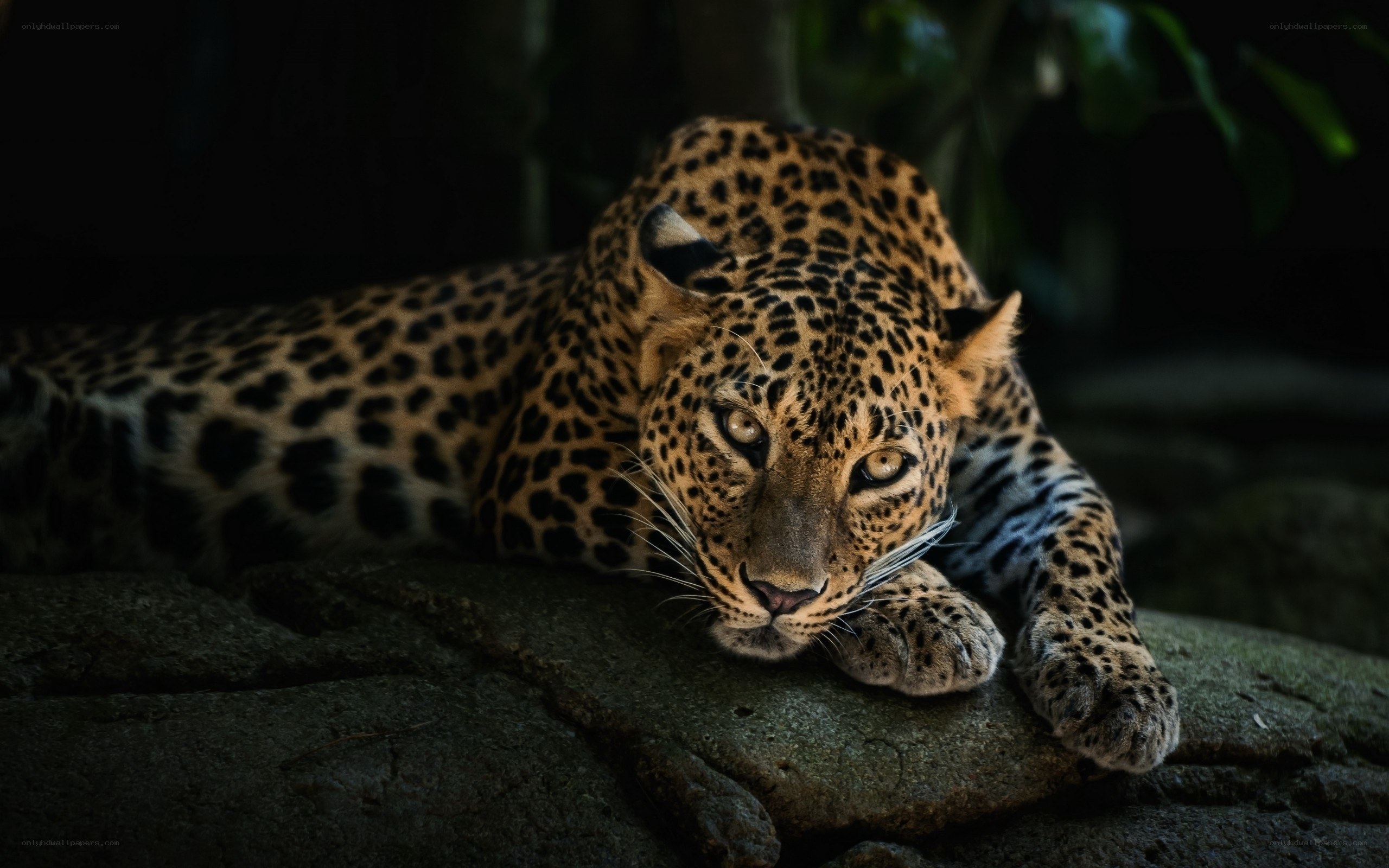 Leopard resting on a rock