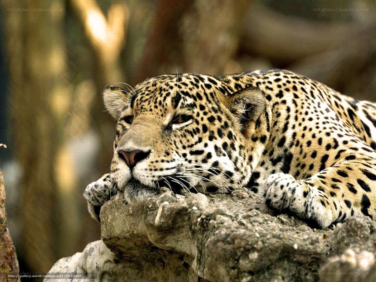 Leopard resting on a rock