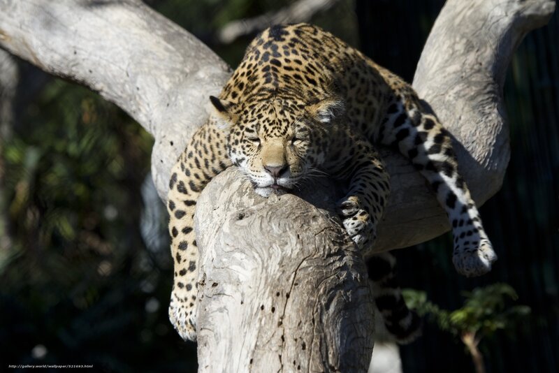 Leopard resting on a tree