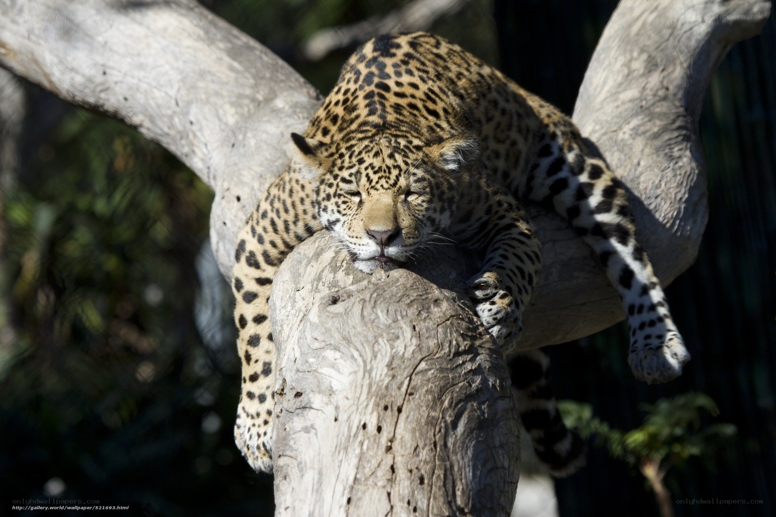 Leopard resting on a tree