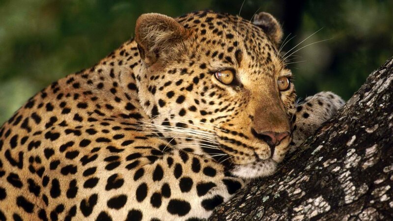 Leopard resting on a tree
