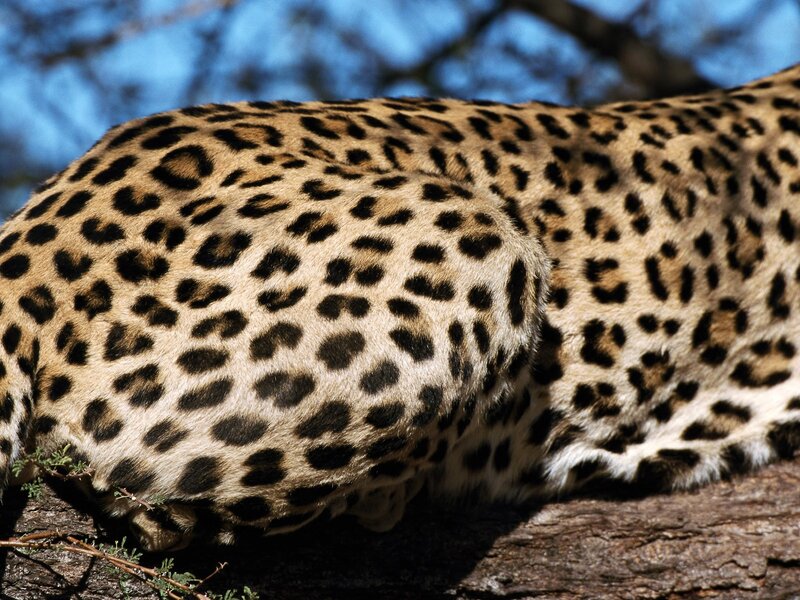 Leopard resting on a tree