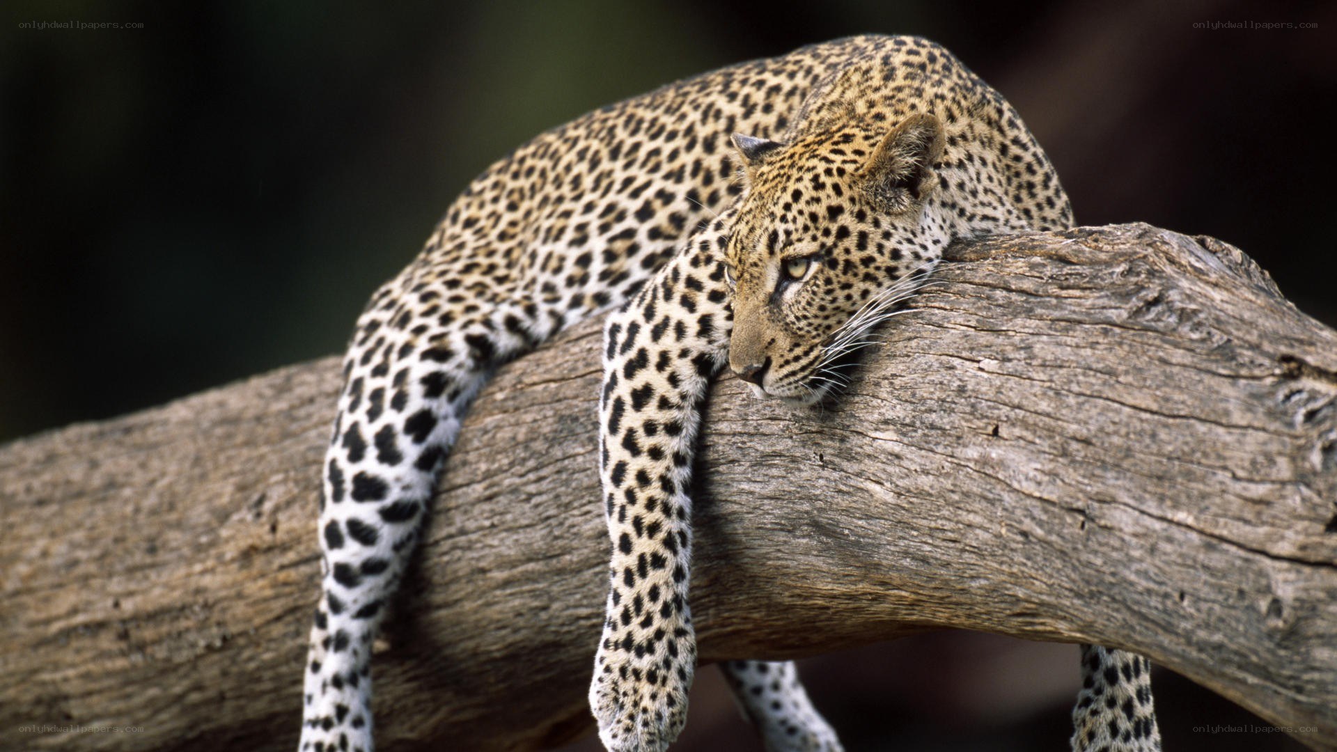 Leopard resting on a tree branch