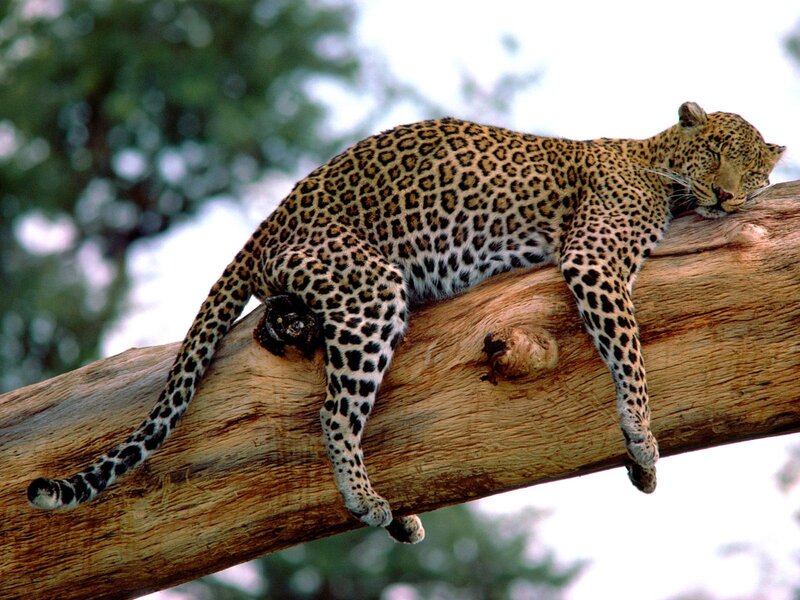 Leopard resting on a tree branch