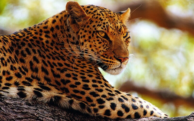 Leopard resting on a tree branch