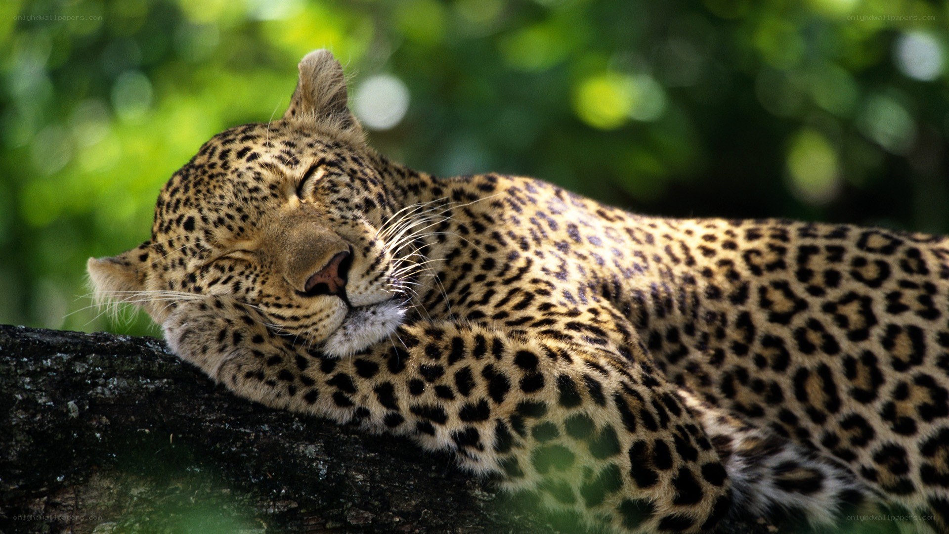 Leopard resting on a tree branch