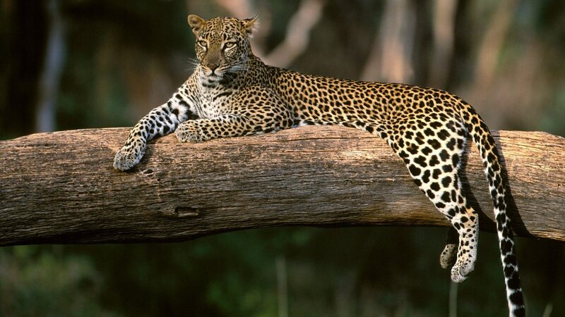 Leopard resting on a tree branch