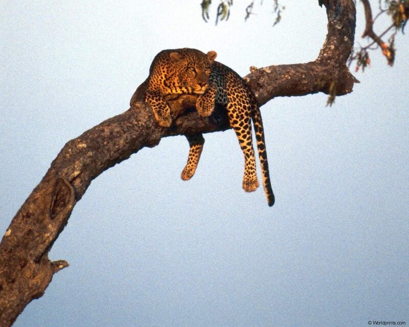 Leopard resting on a tree branch