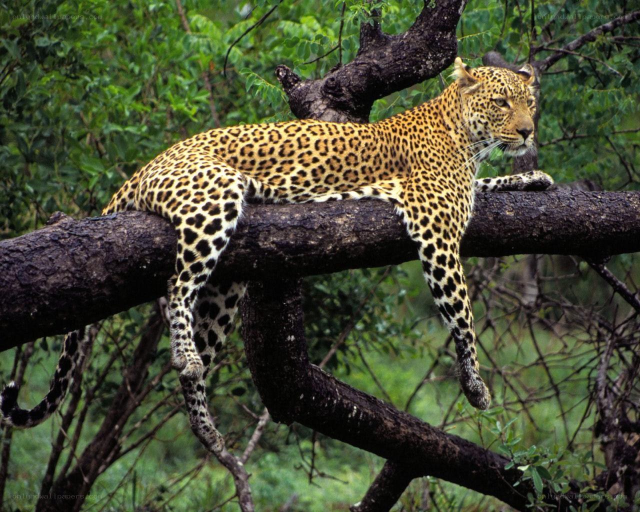 Leopard resting on a tree branch