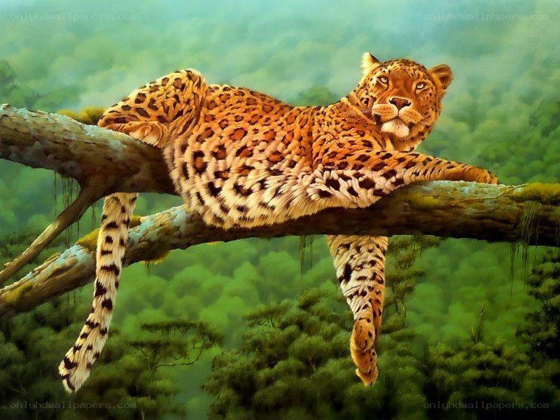 Leopard resting on a tree branch