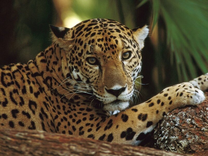 Leopard resting on a tree branch