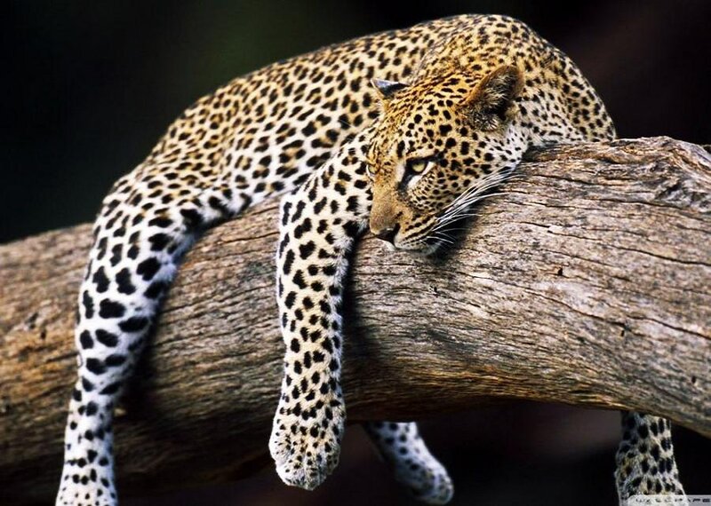 Leopard resting on a tree branch