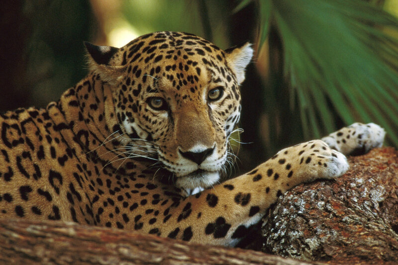 Leopard resting on a tree branch