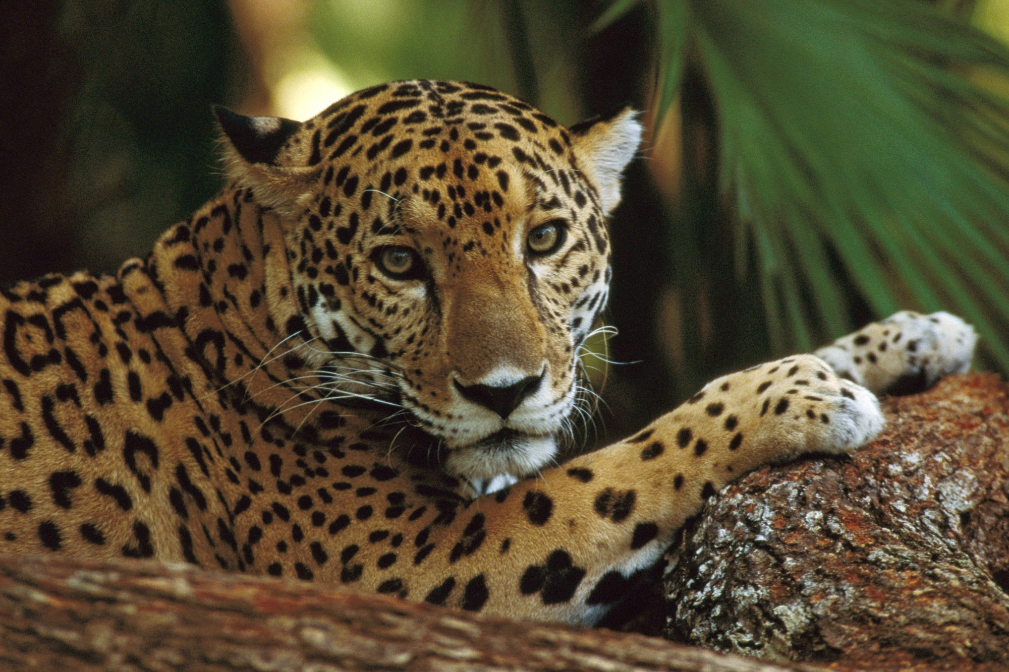 Leopard resting on a tree branch