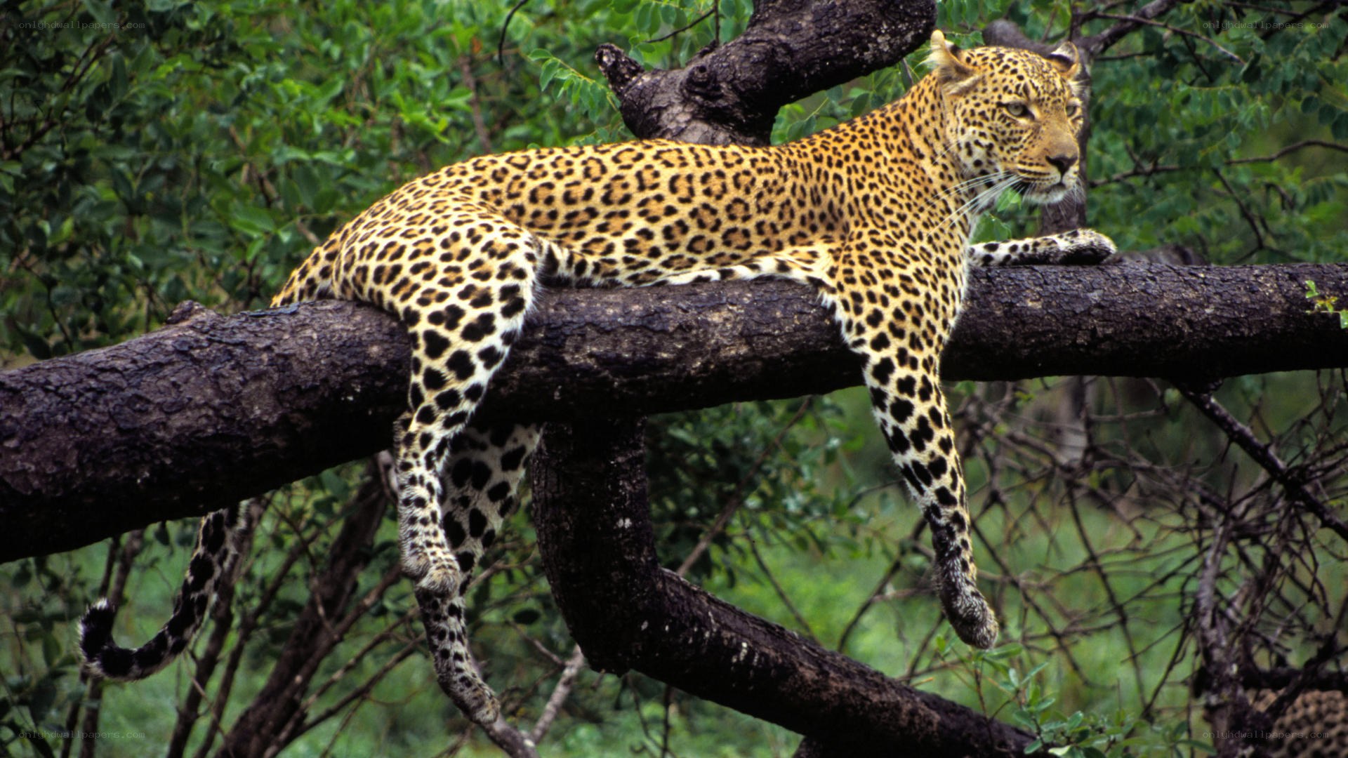 Leopard resting on a tree branch