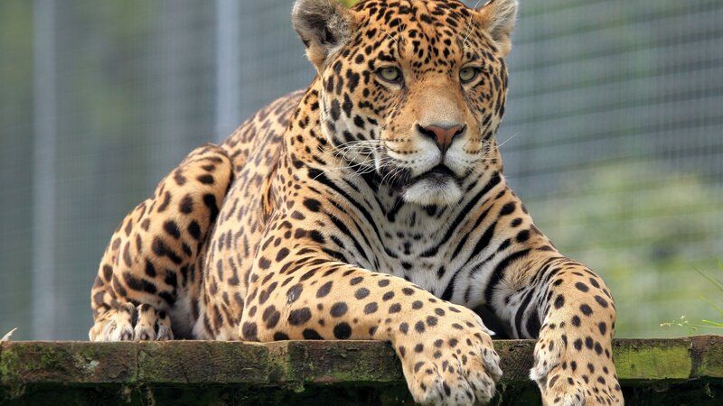 leopard resting on a wall