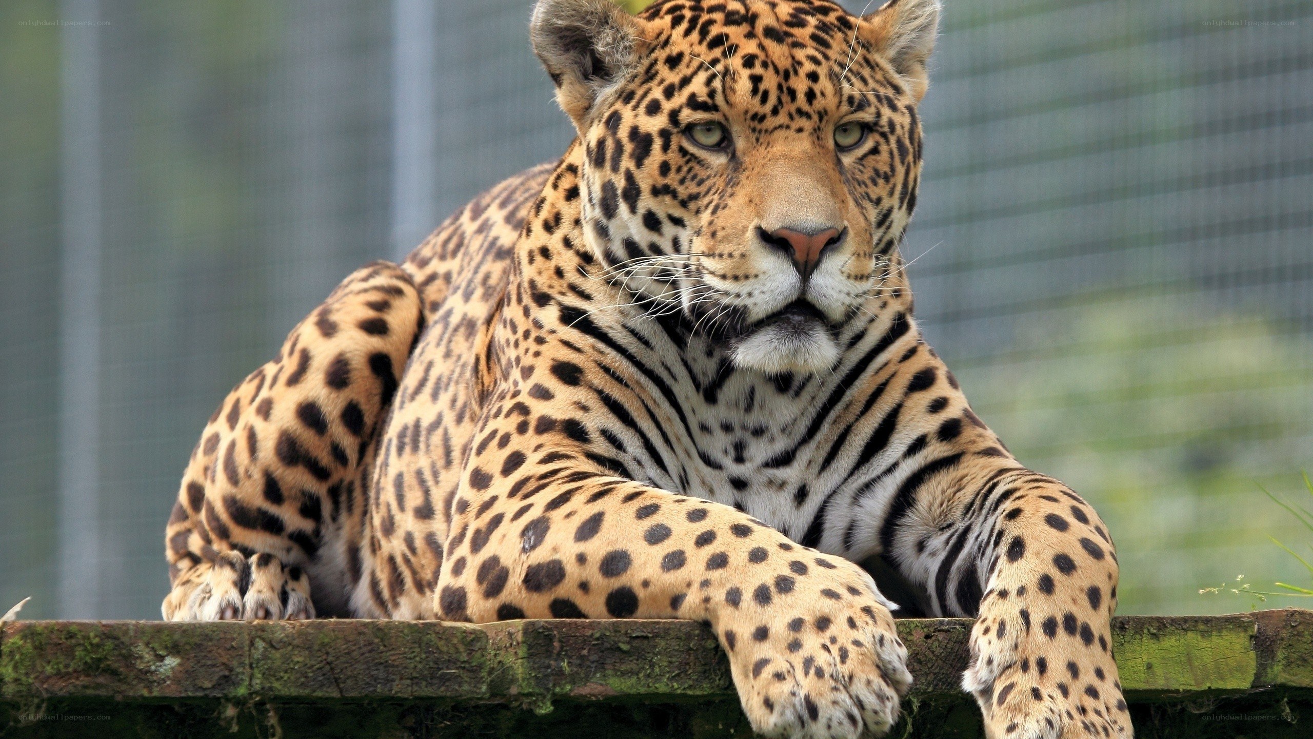 leopard resting on a wall