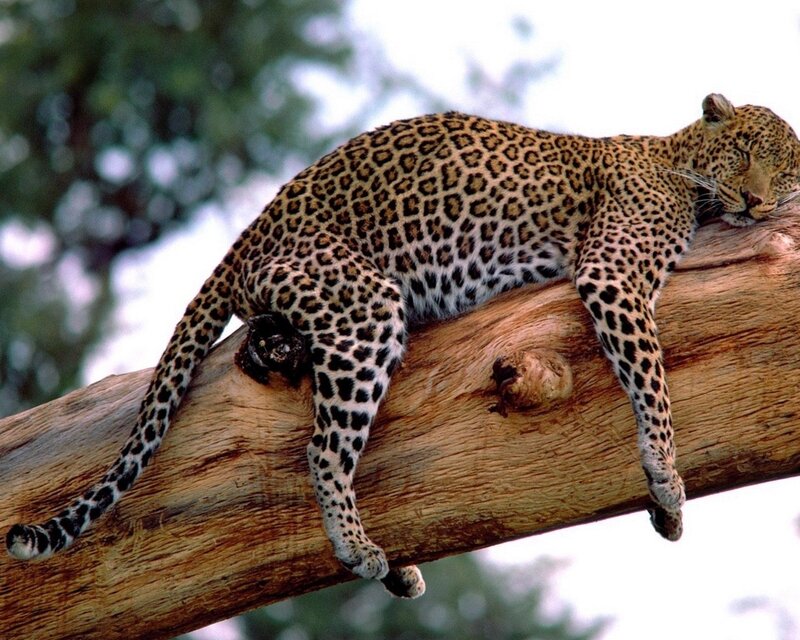 Leopard Resting on Branch — Brown, Calm, Afternoon
