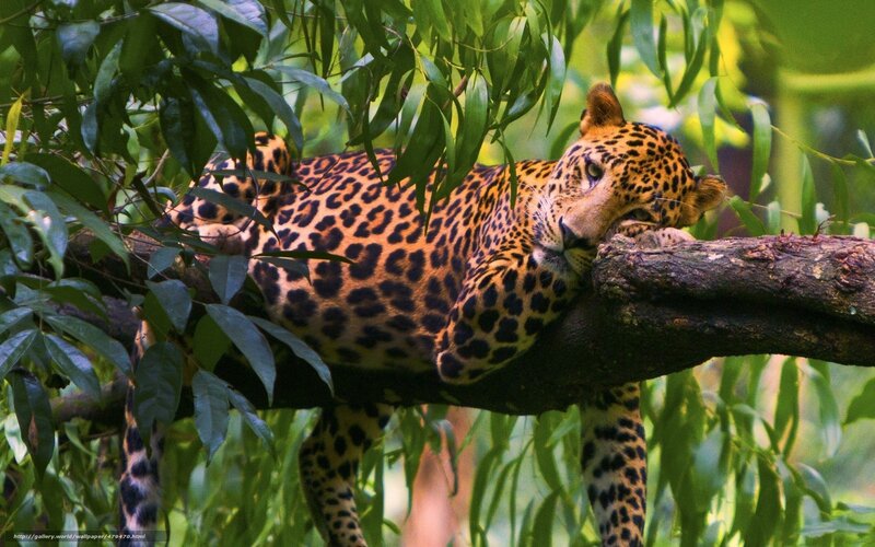 Leopard Resting on Branch — Green, Calm, Afternoon