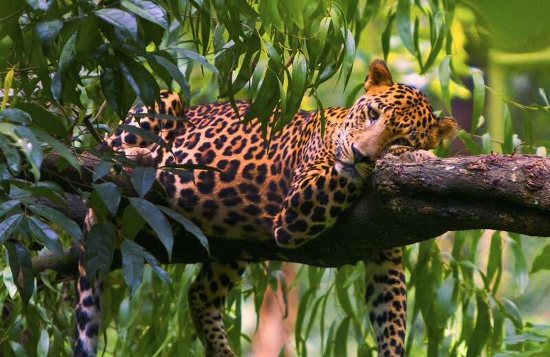 Leopard Resting on Branch — Green, Calm