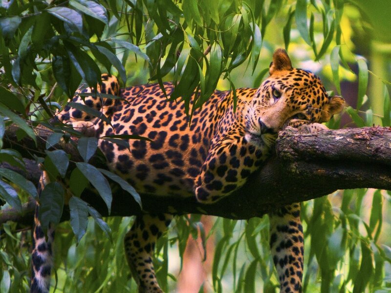 Leopard Resting on Branch — Green