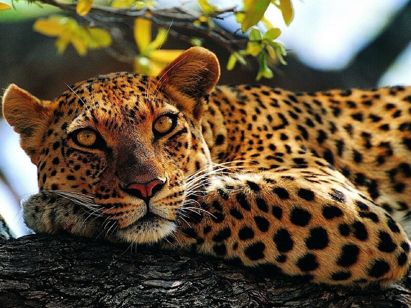 Leopard Resting on Branch