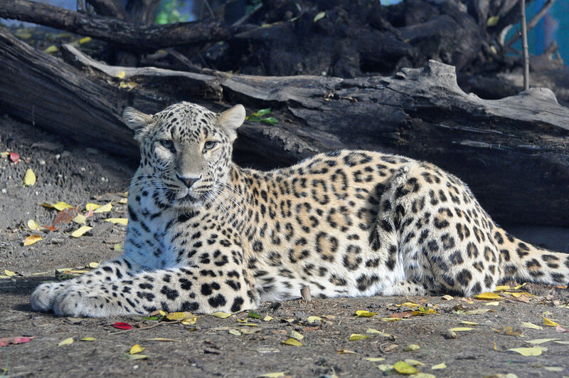 Leopard resting on ground
