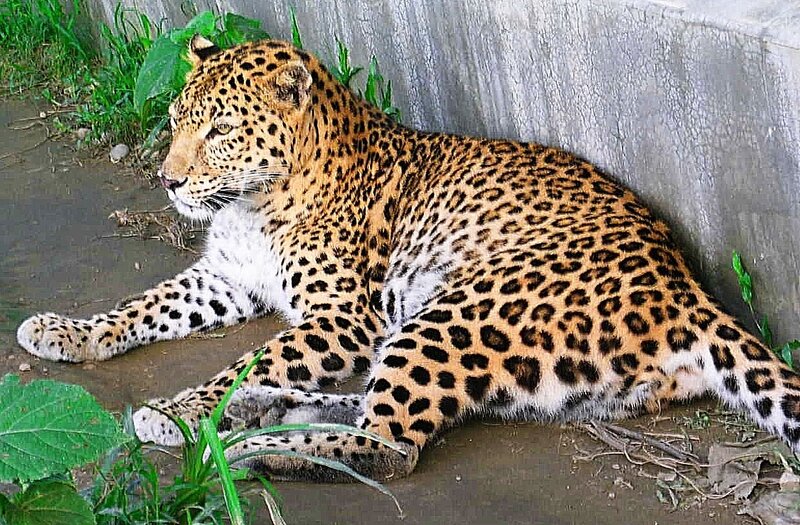 Leopard resting on ground