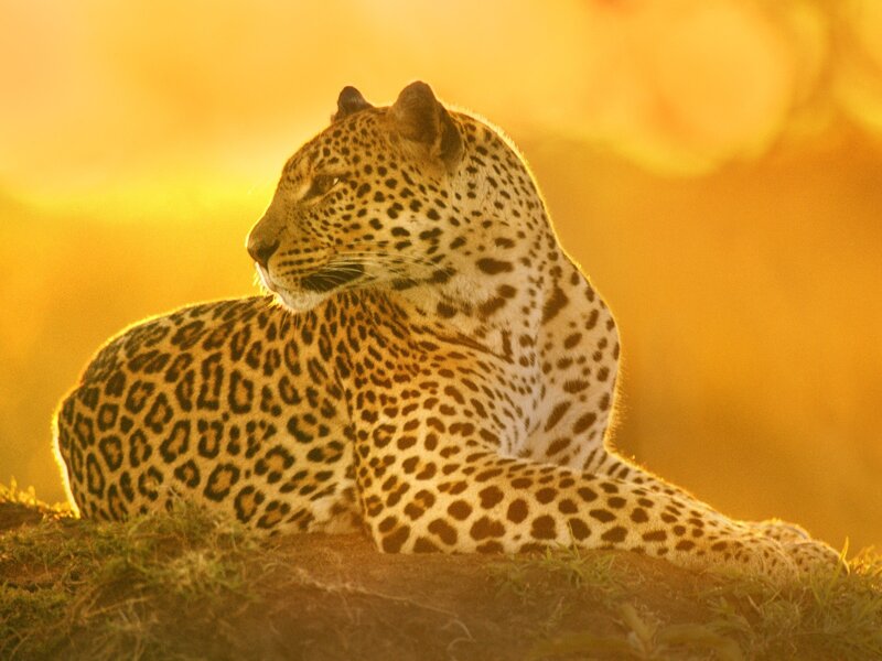 Leopard Resting on Hill