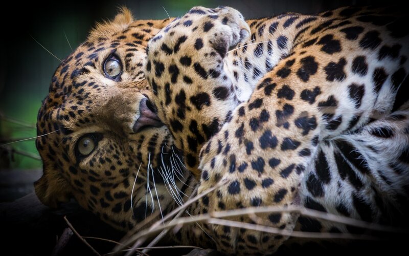 Leopard resting on its back