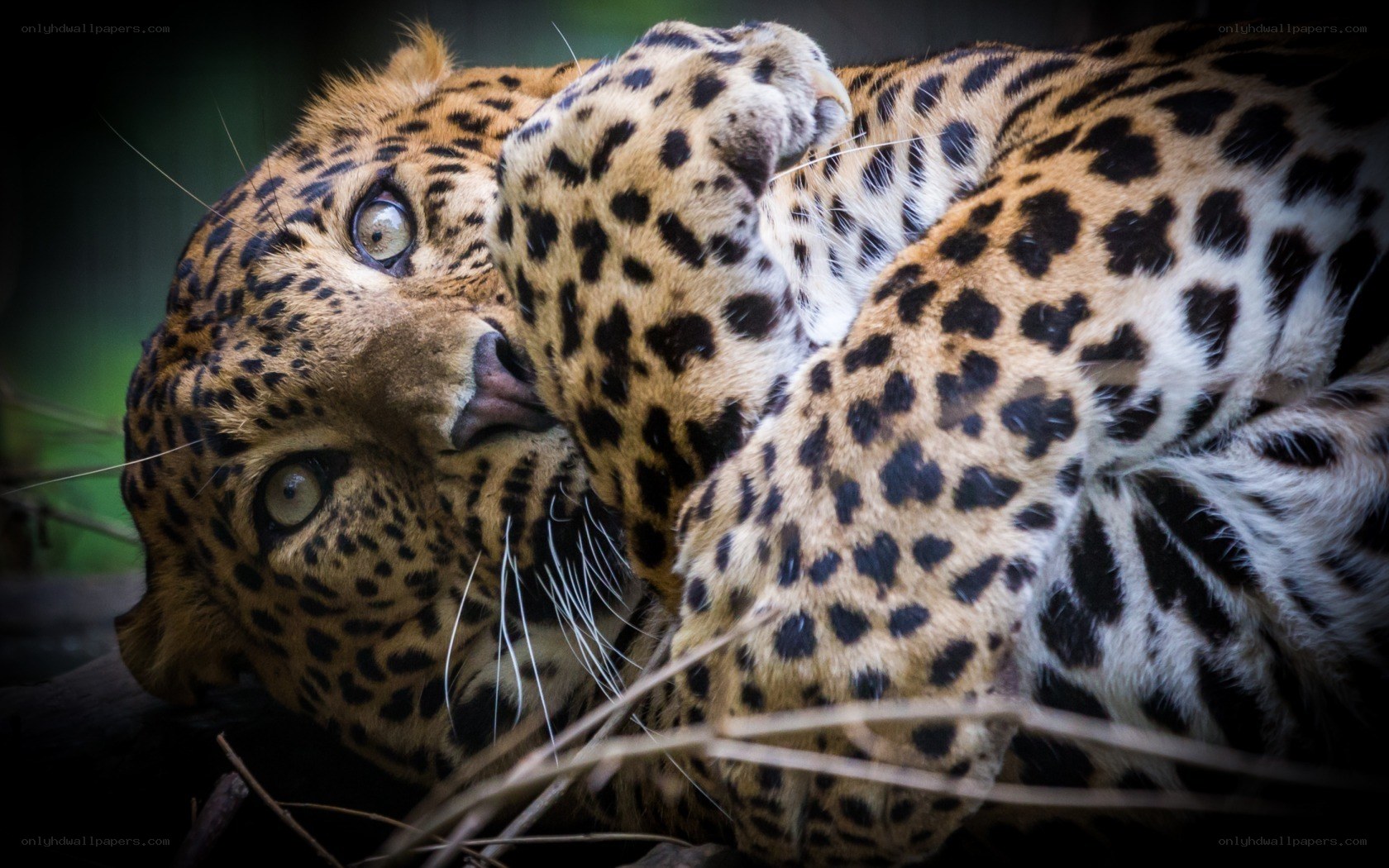 Leopard resting on its back