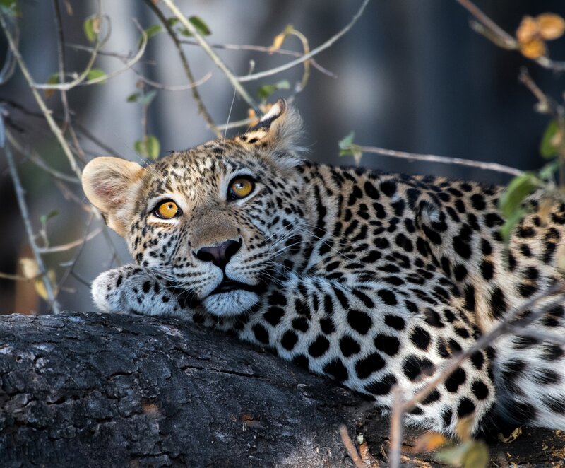 Leopard Resting on Log — Black
