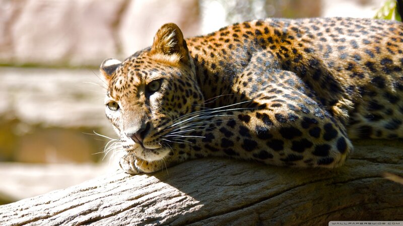 Leopard Resting on Log — Brown, Afternoon