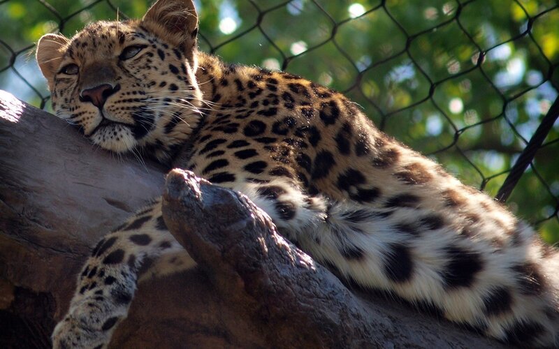 Leopard Resting on Log — Brown, Calm, Afternoon, Photograph, Chain-link Fence