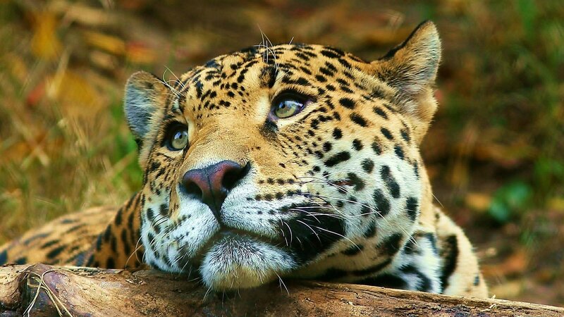 Leopard Resting on Log — Brown, Calm, Afternoon, Photograph, Grass, Forest, Black, Green