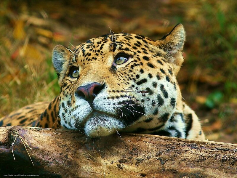 Leopard Resting on Log — Brown, Calm, Afternoon, Photograph, Grass, Forest