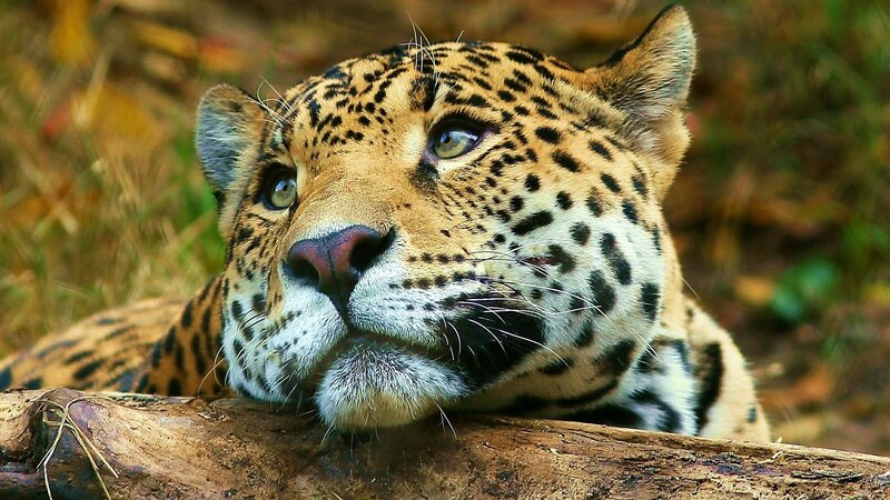 Leopard Resting on Log — Brown, Calm, Afternoon, Photograph, Grass