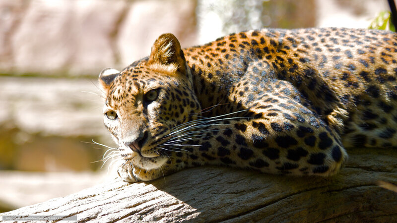 Leopard Resting on Log — Brown, Calm, Afternoon, Photograph, Rock, Sunlight