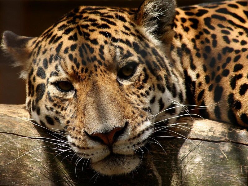 Leopard Resting on Log — Brown, Calm, Afternoon, Photograph, Spots