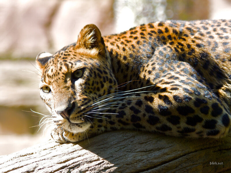 Leopard Resting on Log — Brown, Calm, Afternoon, Photograph, Sunlight, Black, Tan