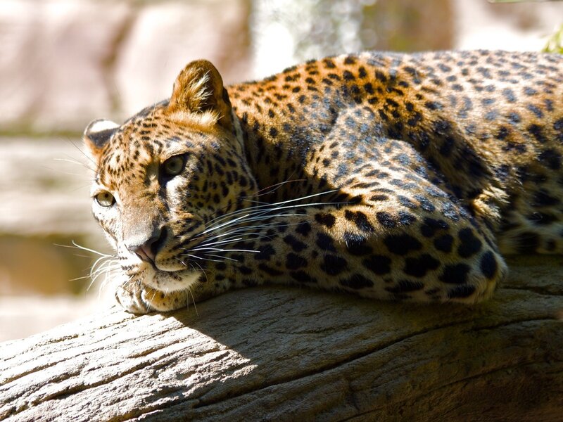 Leopard Resting on Log — Brown, Calm, Afternoon, Photograph, Sunlight