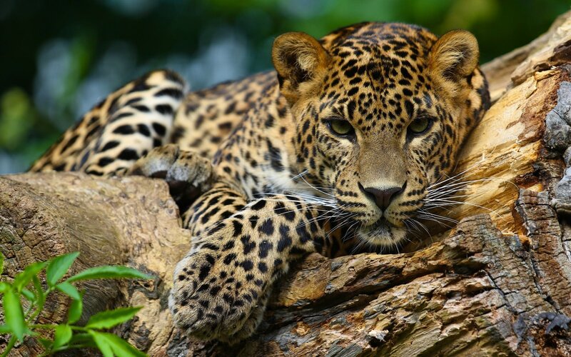 Leopard Resting on Log — Brown, Calm, Afternoon, Photograph, Tree Bark