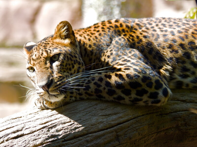 Leopard Resting on Log — Brown, Calm, Afternoon