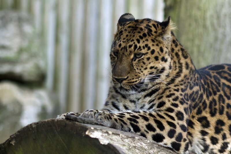 Leopard Resting on Log — Brown, Calm, Photograph, Rock